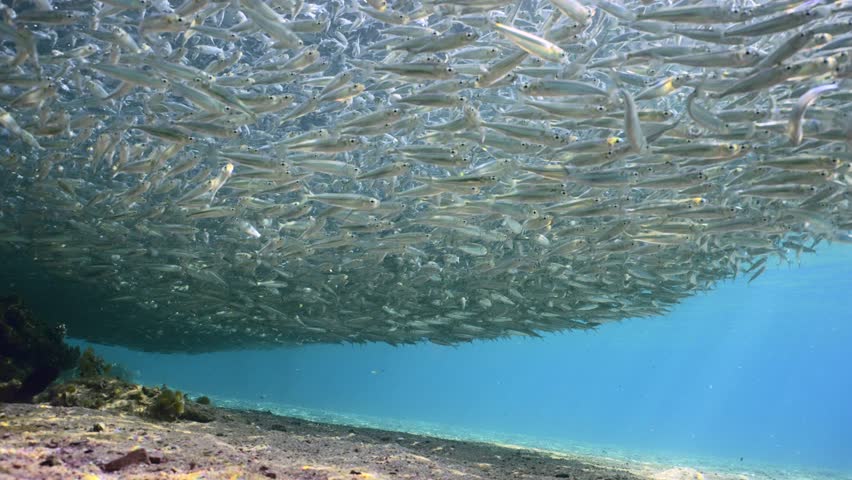 Massive concentration of  small fish along the shore in shallow water in bright sun beams, view from below, slow motion Royalty-Free Stock Footage #1107774653