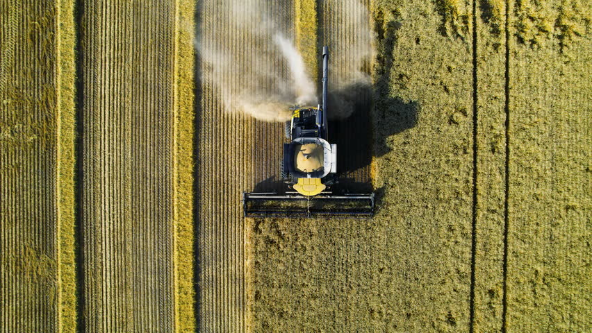Aerial overhead descent onto combine harvester harvesting wheat field