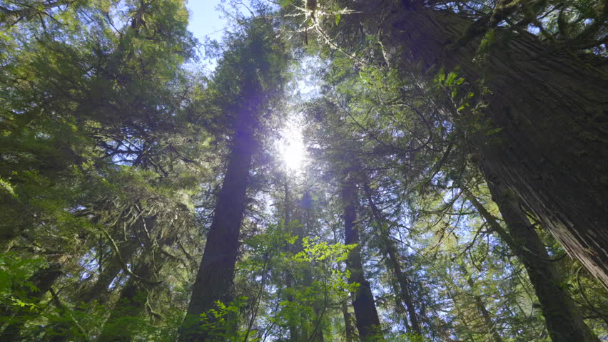 Sunlit Majesty of Vancouver Island's Rainforest Trail: Ancient Trees and Lush Canopy Royalty-Free Stock Footage #1107775383