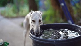 Adorable female greyhound drinking water in slow motion