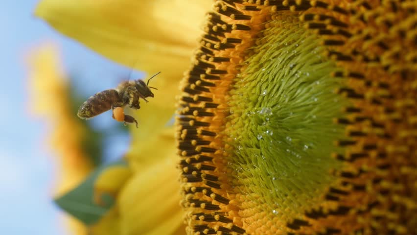 Bee picking up pollen sunflower flower in the garden Royalty-Free Stock Footage #1107781391