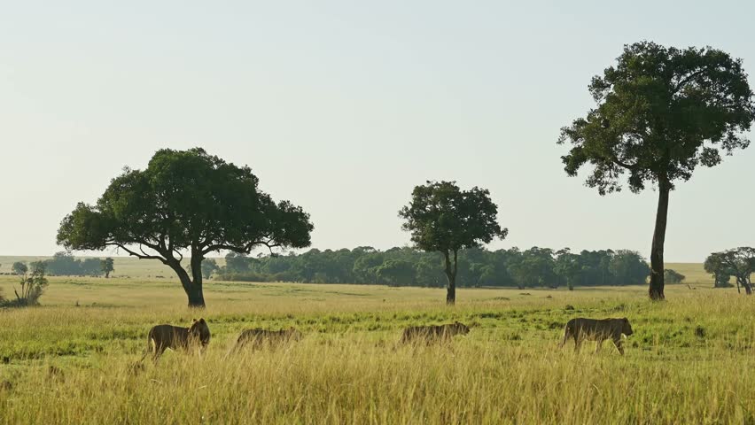 Slow Motion Shot of Group of lions walking over the maasai mara together, working together, moving location, African Wildlife in Kenya, Africa Safari Animals in Masai Mara North Conservancy