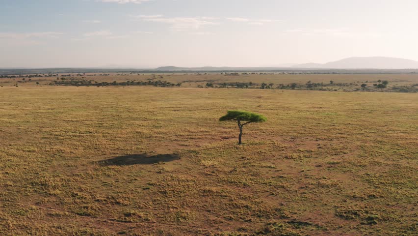 Aerial drone shot of Maasai Mara Africa Savanna, Acacia Trees, Plains and Grassland, Kenya From Above, Low Shot Flying Over Masai Mara National Reserve in Mara North Conservancy