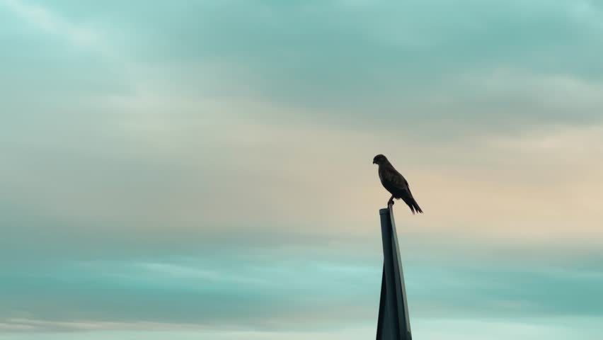 Black Kite fly away hunting in slow motion\