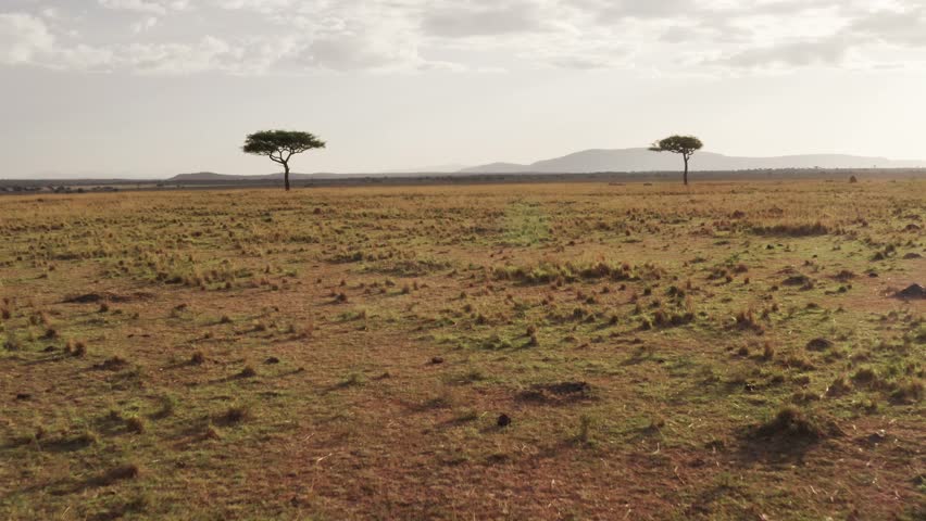 Masai Mara Aerial drone shot of Africa Landscape Nature Scenery of Kenya Savannah, Acacia Trees, Vast Plains and Wide Open Grassland, View From Above Maasai Mara, Low African Establishing Shot