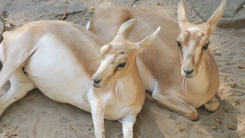 Antelope family in the zoo in slow motion