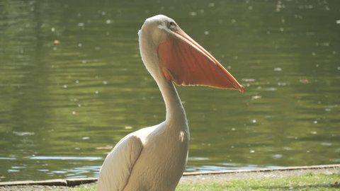 A family of pelicans on the background of the lake walks in the park, slow motion : vidéo de stock