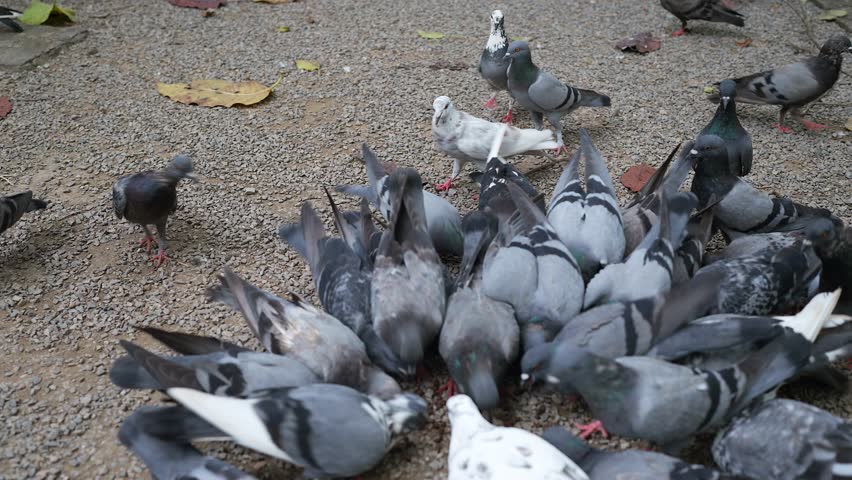 Man feeding pigeons on the ground. 