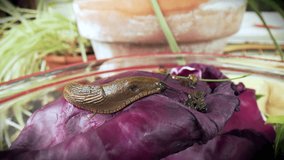 Close-up of Spanish slug, Arion vulgaris, in the biowaste bowl. Waste sorting at home. Macro footage. 4k ProRes video.