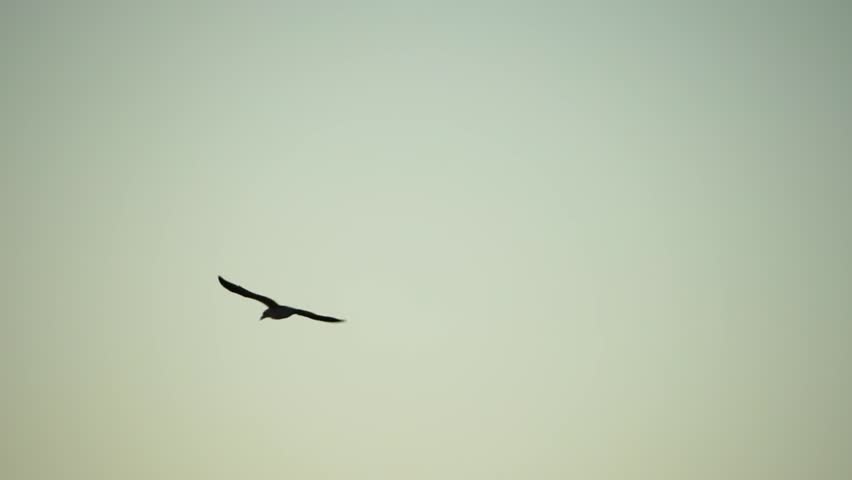 A flock of seagulls fly in warm sunset sky over the ocean. Silhouettes of seagulls flying in slow motion with the sea in the background at sunset. Evening. Nobody. Freedom concept