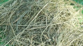 4k stock video of woman grabbing fresh hay. Organic hay texture