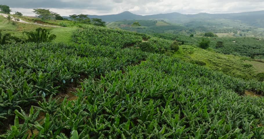 Farm fields of banana plantations in Bukidnon, Mindanao. Philippines.