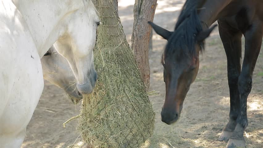 Horse ranch. Thoroughbred horses eat dry hay, rural farmland scenery. Beautiful racehorses on a farm. Horse Eating Fodder Hay from Net Feeder Hanging on Stable Paddock Royalty-Free Stock Footage #1107794903