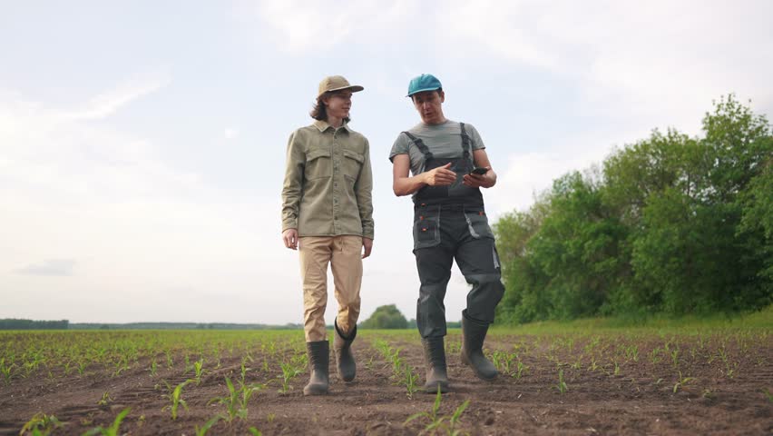 agriculture corn. two farmers walk work in a field with corn. agriculture business farm concept. a group of farmers examining corn sprouts lifestyle in an agricultural field Royalty-Free Stock Footage #1107800193