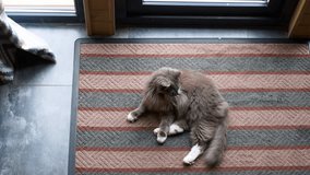 Gray and white domestic cat lying on carpet glass window door. Cozy slow motion video of fluffy lovely cat at cozy home at day. Care and maintenance of pets at home is love your domestic cat and rest.