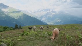 A 4K Video of Herd of cows grazing in the caucasus mountains in Georgia