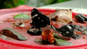 Butterflies Eating Dried Apples in Artificial Tropical Garden