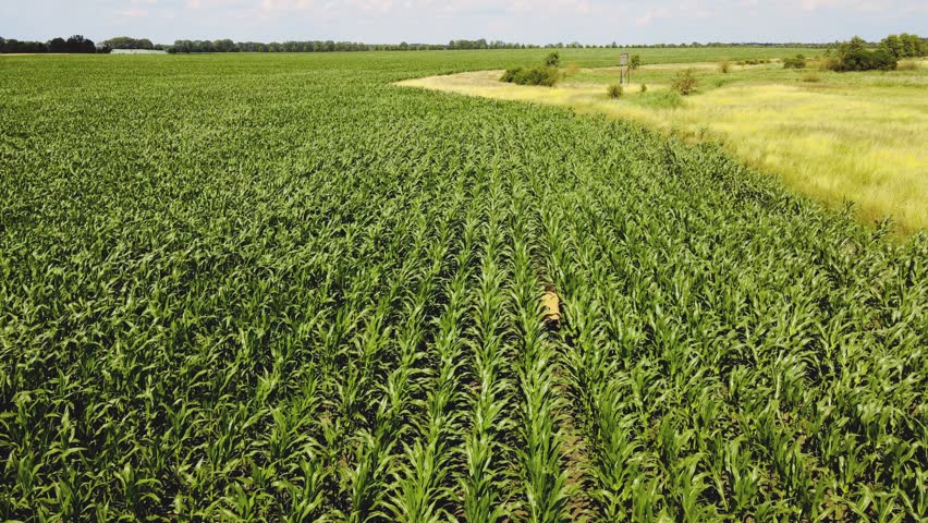 Cucurz Field. A man rides a bicycle. Drone flies over the field. Green field. Blue horizon and green corn field. A bicycle in the bushes       