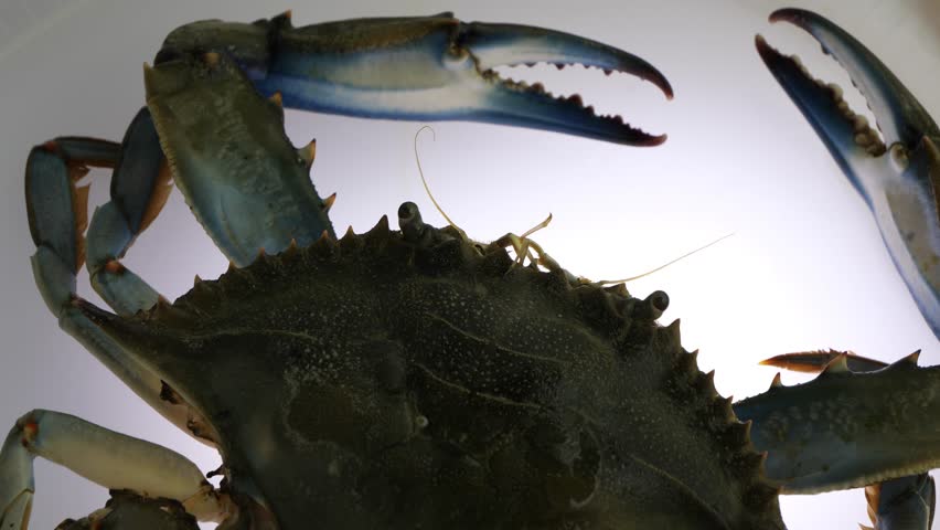 blue crab turning on white background, granchio blu video