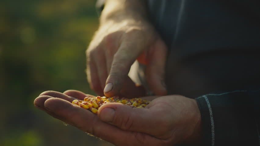 An agronomist farmer holds corn grain examining the grain for suitability for planting. Examines the seeds of corn makes decision to sow corn in the prepared soil. grain of corn in the hands of farmer Royalty-Free Stock Footage #1107808355