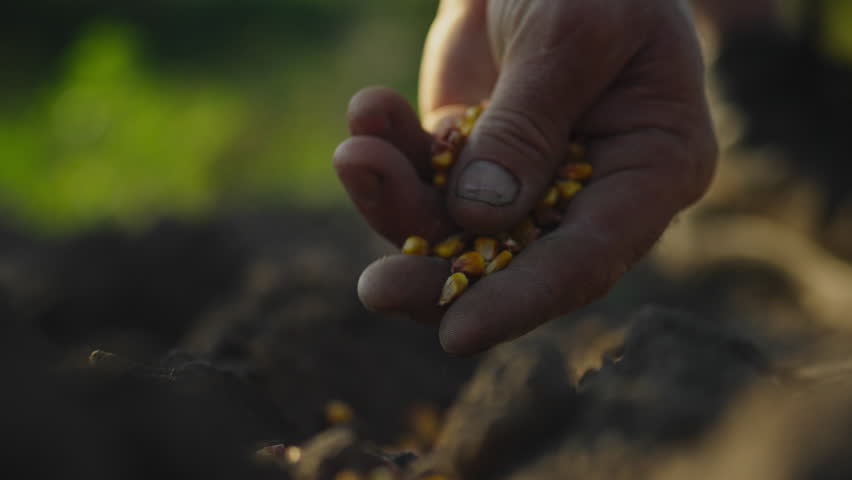 Farmer gardener plants sows grains corn in dry fertile soil. Close-up agro farmer planting corn seed grains outdoors, corn plantation sowing, agriculture. Agronomist manually planting seeds, corn cobs Royalty-Free Stock Footage #1107808365