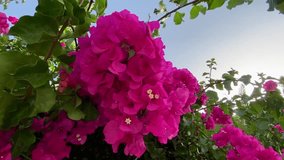 Blooming bougainvillea flowers close up video, traditional Greek flowers, traditional pink flower