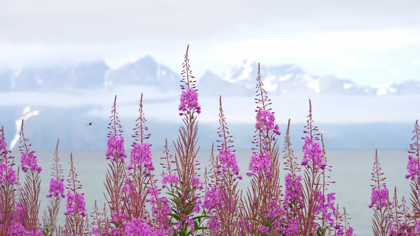 Field with pink flowers on a Summer day in norway. Nature background. Slow motion video.