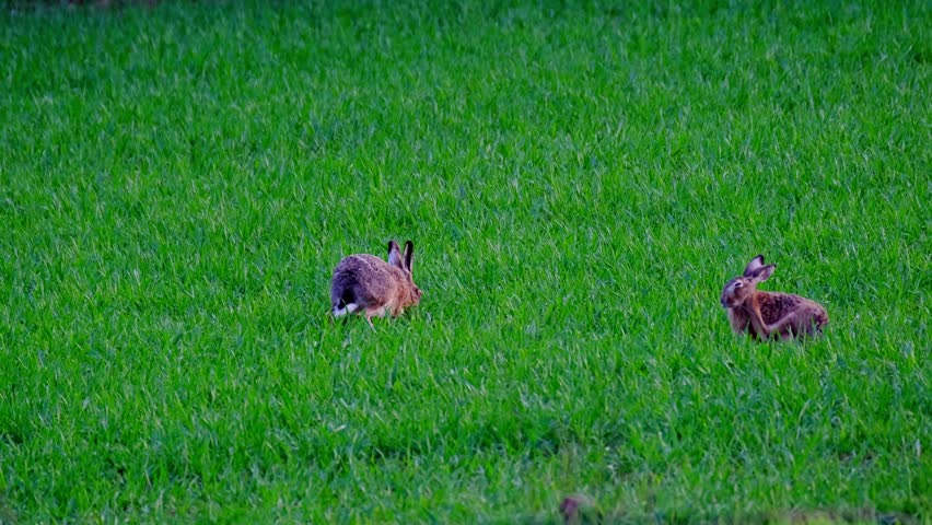 fluffy animals grazing on green lawn, mammal hare of lagomorph order, Lepus europaeus eats grass, young wheat plants, harming agriculture, winter crops, valuable game animals, sport hunting Royalty-Free Stock Footage #1107818833