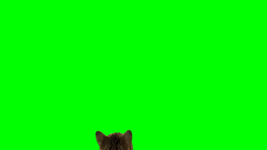 Bengal cat on green screen isolated with chroma key. Cat standing up on hind legs facing backward reaching up with paw. Royalty-Free Stock Footage #1107820387