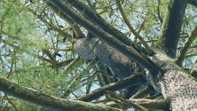 Coniferous Tree With Green Needles. Young Green Pine Branches Are Swaying In The Wind. Static. - Powered by Shutterstock - Get 15% off with code: PIKWIZARD15