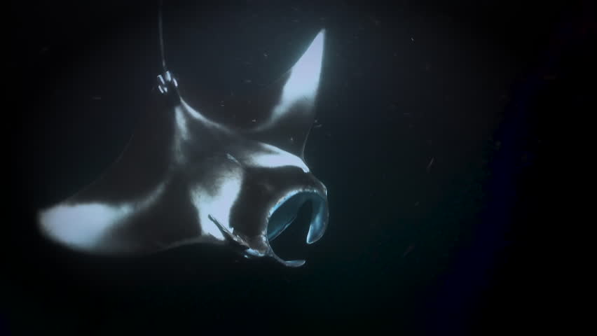 A black manta ray playing close to surface. Close up. Top-down view Royalty-Free Stock Footage #1107828217
