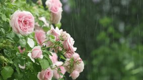 Slow motion video of pink roses in a heavy rainshower during a thunderstorm in the english cottage garden with big raindrops fralling from the sky.
