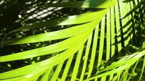Tropical coconut palm leaf swaying in the wind with sun light, Summer background. Vertical, vertical video background. - Powered by Shutterstock - Get 15% off with code: PIKWIZARD15