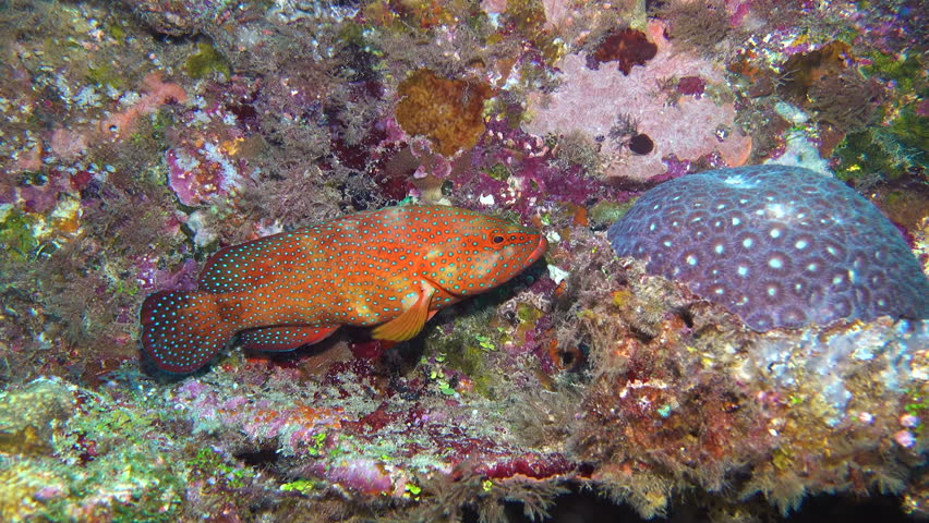 A Coral hind (Cephalopholis miniata) swims at the bottom of the reef and hides away. Red fish with dark spots.
