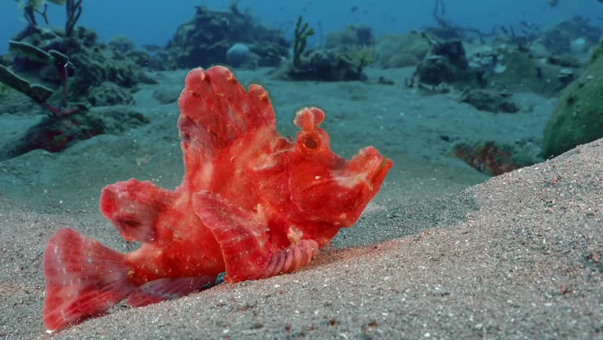 A Weedy Scorpionfish (Rhinopias frondosa) perfect hiding against bright coral reef owergrown by colorful corals. reef fish schooling around the corals.