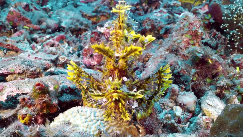 A Weedy Scorpionfish (Rhinopias frondosa) perfect hiding against bright coral reef owergrown by colorful corals. reef fish schooling around the corals.