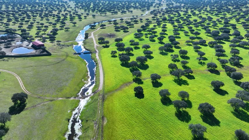 Dehesas de Encinas seen from a drone in the surroundings of the town of La Aldea del Obispo. Caceres. Estremadura. Spain. Europe