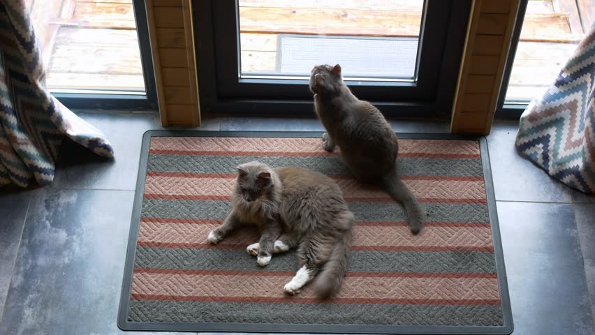 Two domestic gray cat sitting on carpet by glass window door. Cat catches a fly on glass window door with fluffy paws. Slow motion video cats lying and chilling out on carpet in cozy home at day time Royalty-Free Stock Footage #1107838417