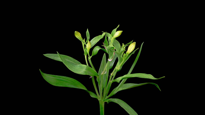 Alstroemeria Blossoms. Opening Beautiful Pink Alstroemeria Flowers on Black Background. Time Lapse. 4K.