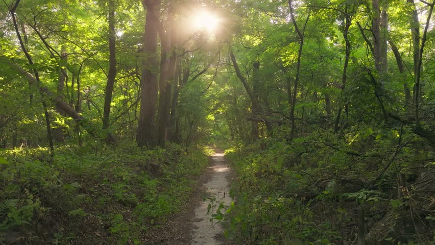 Jungle river wood forest tree water lake green nature view magic beautiful