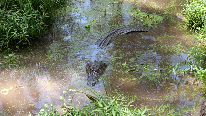 Large Crocodilian Reptile - American Alligator in Southern Swampy Bayou Habitat