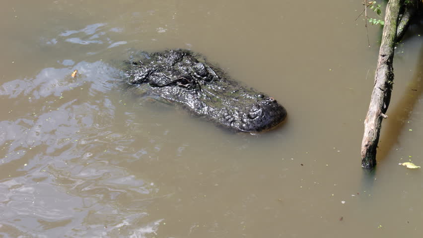 Large Crocodilian Reptile - American Alligator in Southern Swampy Bayou Habitat