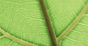 Micro video of close up of green leaf with copy space. Micro photography, plant, pattern, texture and colour concept.