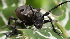  Alpine longhorn beetle super macro video clip