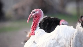 Aggressive white male turkey close-up. Birds on the farm. Video with sound.
