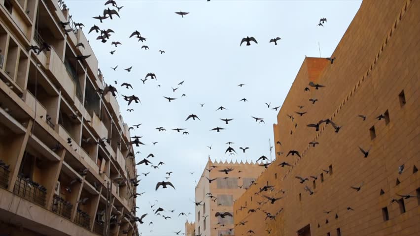 Saudi Arabia view of the old town with historical castle in Riyadh city with pigeons flying | Shutterstock HD Video #1107852639