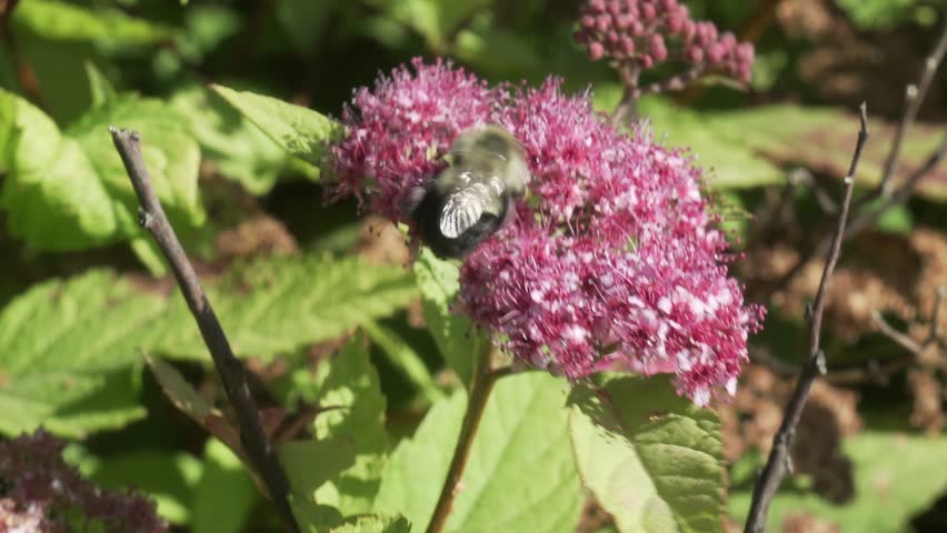 A selective focus shot of a bee collecting pollen from the Japanese spiraea plants