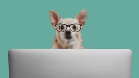 Portrait of smart puppy dog of the terrier breed office worker. Dog is looking at laptop on a green screen background. Free space for text. Transparent chroma key footage