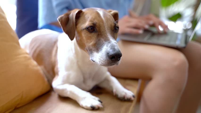 Cute dog Jack Russell terrier looking at the camera obedient lying on a wooden bench in a cafe. Dog owner young woman in blue clothes using laptop. Video footage Royalty-Free Stock Footage #1107855569