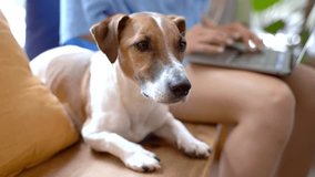 Cute dog Jack Russell terrier looking at the camera obedient lying on a wooden bench in a cafe. Dog owner young woman in blue clothes using laptop. Video footage